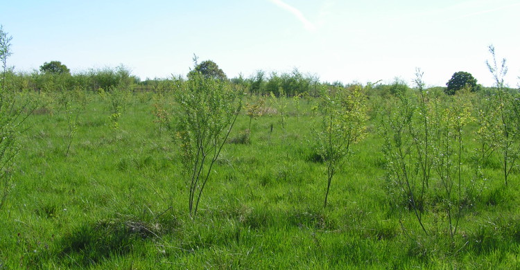 Pflanzfläche zur Auwaldinitialisierung (Foto Damm)