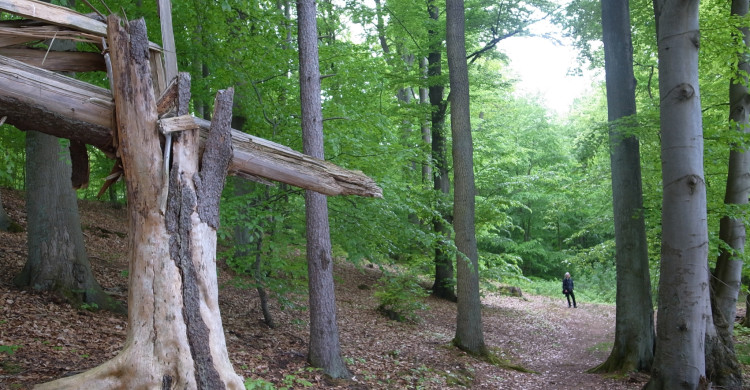 Im FFH-Gebiet Forst Buberow sind insbesondere auch bodensaure Buchenwälder zu erhalten und zu entwickeln. Totholz ist zu erhalten.